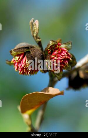 Persisches Eisenholz (Parrotia persica) Parrotie Stockfoto