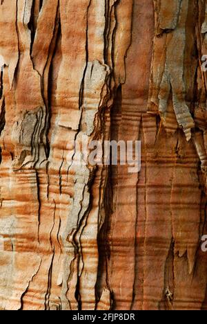 Riesenmammutbaum, Rinde, Riesenmammutbaum (Sequoiadendron giganteum), Sumpfzypressen, Taxodiaceae Stockfoto