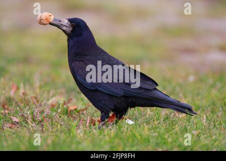 Rook (Corvus frugilegus) mit Walnuss, Krähe, Oeland, Schweden Stockfoto