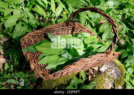 Blätter von Bärlauch (Allium ursinum), Maiglöckchen (Convallaria majalis), herbstlicher Leinsamen und getupftem Arum (Arum maculatum) in der Sammlung Stockfoto