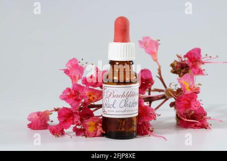 Flasche mit Bachblütentropfen, Rotkastanie (Aesculus carnea), Rotblühende Rosskastanie, Rotblühende Rosskastanie, Bachblütentropfen, Bach Stockfoto