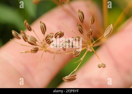 Fenchel (Foeniculum vulgare), Samen, Wildfenchel Stockfoto