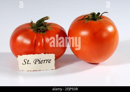 Tomaten (Solanum lycopersicum) St. Pierre Stockfoto