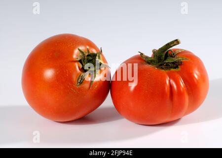 Tomaten (Solanum lycopersicum) St. Pierre Stockfoto