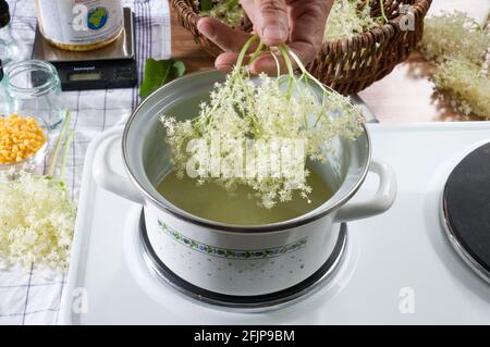 Holunder (Sambucus nigra), Herstellung von Holundersalbe, Holunderblüte, Topf, Kochtopf, Herd, Backofen Stockfoto