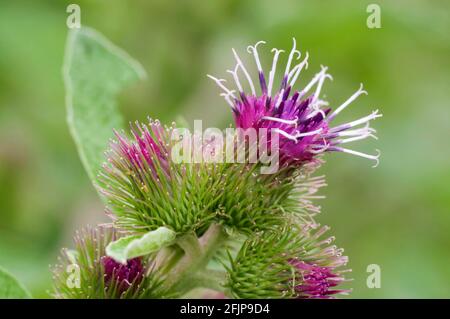 Große Klette (Arctium lappa) Stockfoto