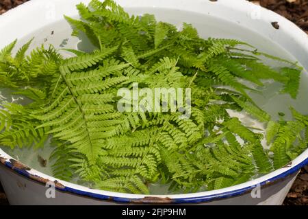 Kräutermist mit Gänsefarn (Dryopteris filix-Mas), flüssiger Gülle Stockfoto