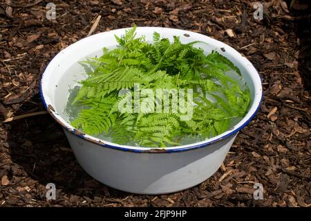 Kräutermist mit Gänsefarn (Dryopteris filix-Mas), flüssiger Gülle Stockfoto