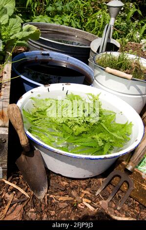 Kräutermist mit Gänsefarn (Dryopteris filix-Mas), flüssiger Gülle Stockfoto