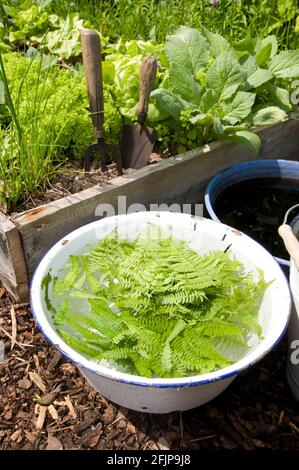 Kräutermist mit Gänsefarn (Dryopteris filix-Mas), flüssiger Gülle Stockfoto