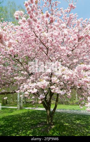 Japanische Kirsche (Prunus sargentii x subhirtella) Stockfoto