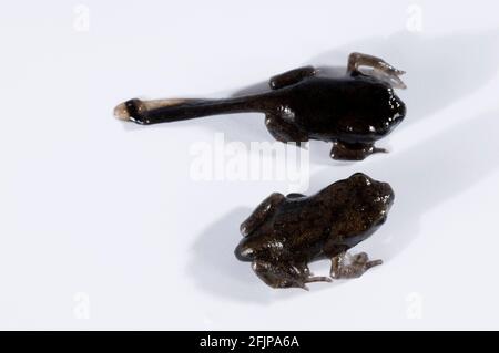 Kröte (Bufo bufo), Kaulquappe und Jungtier ohne Schwanz, Kaulquappen Stockfoto