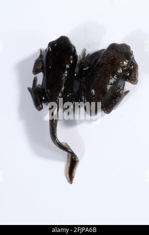 Kröte (Bufo bufo), Kaulquappe und Jungtier ohne Schwanz, Kaulquappen Stockfoto