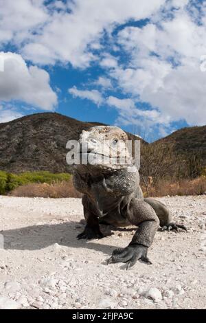 Corned Iguana, Isla Cabritos National Park, Lago Enriquillo, Dominikanische Republik, Rhinoceros Iguana (Cyclura cornuta) Stockfoto