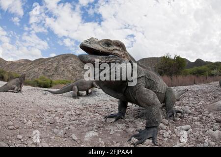 Corned Iguanas, Isla Cabritos National Park, Lago Enriquillo, Dominikanische Republik, Rhinoceros Iguana (Cyclura cornuta) Stockfoto