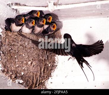 Stallschwalbe (Hirundo rustica) fliegt, um mit jungen Vögeln zu nisten, zu schlucken, zu schlucken Stockfoto