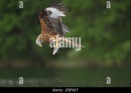 Roter Drachen (Milvus milvus) mit gefangenem Fisch, Feldberger Seenlandschaft, Mecklenburg-Vorpommern, Deutschland Stockfoto