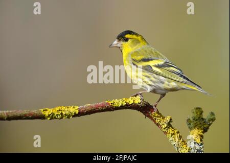 Eurasischer Siskin (Carduelis spinus) (Spinus spinus) männlich, Niedersachsen, Deutschland Stockfoto