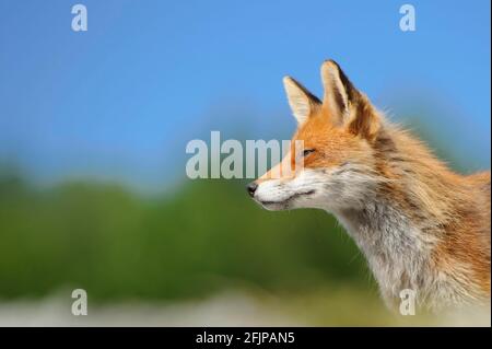 Rotfuchs (Vulpes vulpes) Norwegen Stockfoto