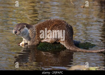 Europäischer Fischotter (Lutra lutra), europäisch Stockfoto