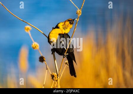 Ein jubelnder Gelbkopf-Amsel (Xanthocephalus xanthocephalus) singt sein Lied von einer getrockneten Sonnenblumenpflanze am Bear River Zugvogelschutzgebiet, UT. Stockfoto