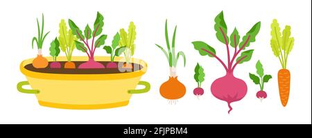 Vegetablesin im Topf flach Cartoon-Set. Wurzelgemüse Karotten. Rüben, Radieschen und Gurken. Zwiebeln wachsen im Boden. Anbau, Landwirtschaft Infografik Landwirtschaft Lebensmittel Vektor Stock Vektor
