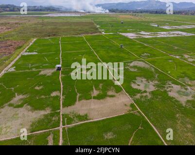 Schöne Luftdrohne Bild von frischem jungen grünen Reisfeld in Kota Belud, Sabah, Malaysia Stockfoto