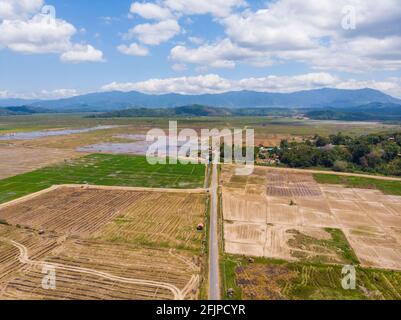 Schöne Luftdrohne Bild von frischem jungen grünen Reisfeld in Kota Belud, Sabah, Malaysia Stockfoto