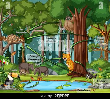 Diagramm mit Nahrungsnetz in der Regenwald-Illustration Stock Vektor