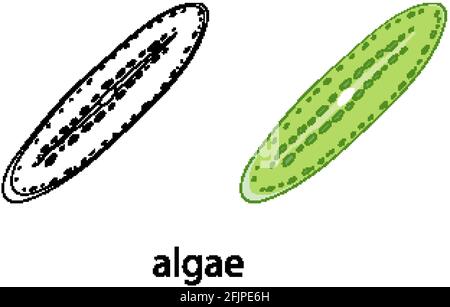 Algen in Farbe und Doodle auf weißem Hintergrund Illustration Stock Vektor