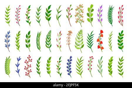 Gebogene grüne Lorbeerbäste Set. Handgezeichnetes florales Pflanzenelement aus Blatt, farbigem Ast, Beere. Florales Objekt für Rahmen, Rahmen, Blumen Ornament Trennwand. Toll für Grußkarten. Vektorgrafik Stock Vektor