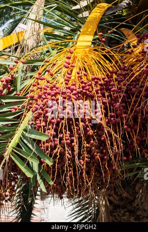 Reife Früchte hängen an der Palme. Tropische Früchte Stockfoto