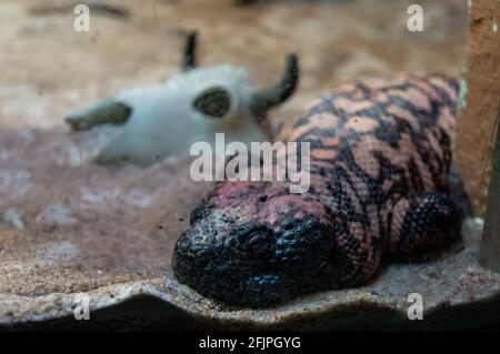 Ein Gila-Monster (Heloderma suspectum - Spezies der giftigen Eidechse, die in den Vereinigten Staaten und Mexiko beheimatet ist), das in seinem Gehege über Sand schläft. Stockfoto