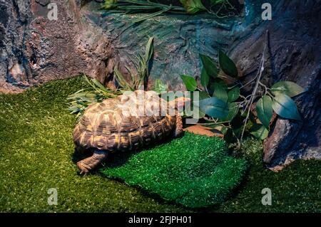 Eine Rotfußschildkröte (Chelonoidis carbonarius - eine Schildkrötenart aus dem Norden Südamerikas), die auf Gras in seinem Gehege läuft. Stockfoto