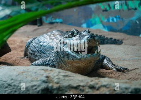 Ein Yacare caiman (Caiman yacare - Caiman-Spezies, Krokodil aus der Familie Alligatoridae), der auf dem Boden liegt und in seinem Gehege den Mund offen hat. Stockfoto