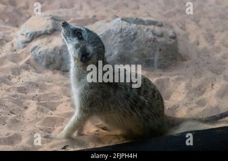 Ein Erdmännchen (Suricata suricatta - ein kleiner Mungo, der im südlichen Afrika gefunden wurde), der in seinem Tiergehege im Aquarium von Sao Paulo aufschaut. Stockfoto