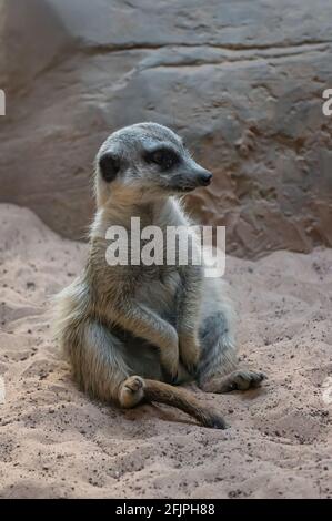 Ein Erdmännchen (Suricata suricatta - ein kleiner Mungo, der im südlichen Afrika gefunden wurde), der auf Sand in seinem Tiergehege im Aquarium von Sao Paulo sitzt. Stockfoto