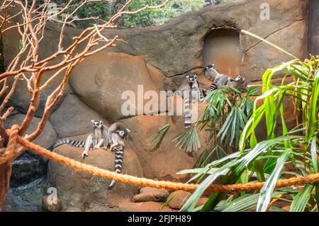 Viele Ringschwanzmaki (Lemur catta - großer Strepsirhinaprimat und anerkannter Lemur) an der Felswand in seinem Tiergehege. Stockfoto