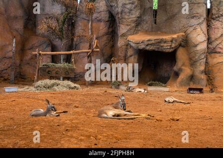 Rote Kängurus (Osphranter rufus - der größte aller Kängurus), die auf dem schmutzigen Boden seines Tiergeheges im Aquarium von Sao Paulo liegen. Stockfoto