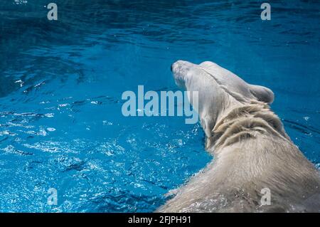 Der Rücken eines Eisbären (Ursus maritimus - ein hyperfleischfressender Bär), der in seinem klaren blauen Wasserbehälter in seinem Tiergehege herumschwimmt. Stockfoto
