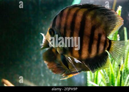 Ein brauner Diskus-Fisch (Symphysodon - eine Gattung von Cichliden, die im Amazonas-Flussbecken beheimatet sind) schwimmt in seinem Aquarium in Sao Paulo. Stockfoto