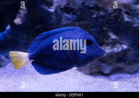 Ein Purple tang (Zebrasoma xanthurum, Yellowtail tang - Arten von Riffüberfischen), der in einem der Wasserbecken des Aquariums von Sao Paulo schwimmt. Stockfoto