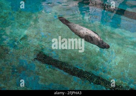 Eine Hafenrobbe (Phoca vitulina - auch bekannt als die gewöhnliche Robbe) schwimmt kopfüber unter Wasser in seinem Wasserbehälter im Aquarium von Sao Paulo. Stockfoto