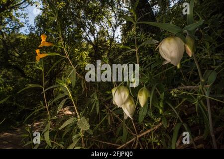 Orange Bush Monkeyflower (Diplacus aurantiacus) und White Globe Lilien (Calochortus albus) Wildblumen blühen zusammen in einem kalifornischen Wald. Stockfoto