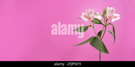 Alstroemeria frische Blume auf einem rosa Hintergrund, Banner mit Kopierraum. Hochwertige Fotos Stockfoto