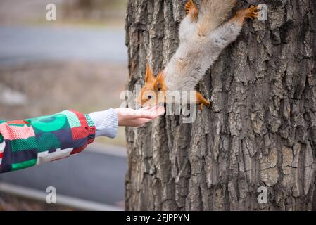 Das zottelige Eichhörnchen kommt vom Baum herab und isst von Seine Hände Stockfoto