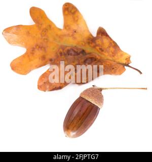 Eicheln aus Eichenholz mit isolierten Blättern auf weißem Hintergrund. Stockfoto