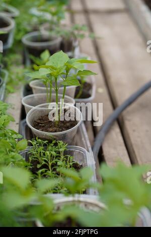 Pfeffern von Sämlingen in einem Gewächshaus, Gewächshaus mit Paprika, pfeffern von Sämlingen im Boden aus der Nähe Stockfoto