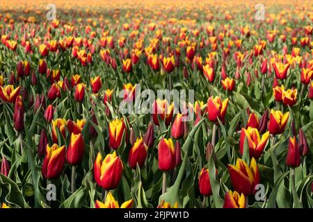 Rot-gelbe zweifarbige Tulpen auf einem Feld an einem schönen sonnigen Frühlingstag in den Niederlanden. Konzentrieren Sie sich auf die Tulpen am unteren Rand des Fotos Stockfoto