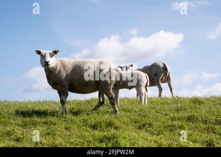 Weiße Schafe und Lämmer und ein schwarzes Lamm in der Sonniges frisches grünes Gras eines holländischen Deiches im Frühling Mit einem blauen Himmel oben Stockfoto